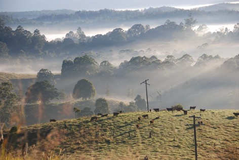 Fog in the morning in Australia