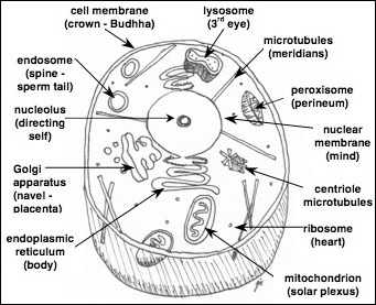 cell organelle illustration