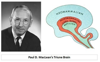 triune brain illustration